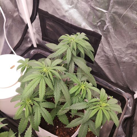 Macarena  growlog timeline photo