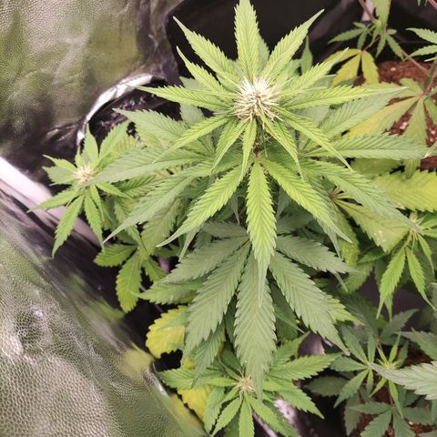 Ak auto tgb growlog timeline photo