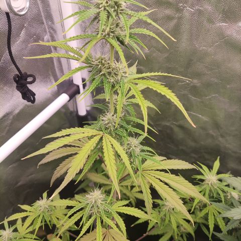 Syrup  growlog timeline photo