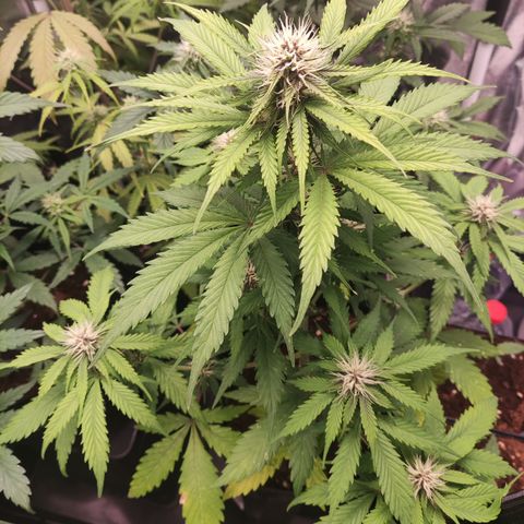 Ak auto tgb growlog timeline photo