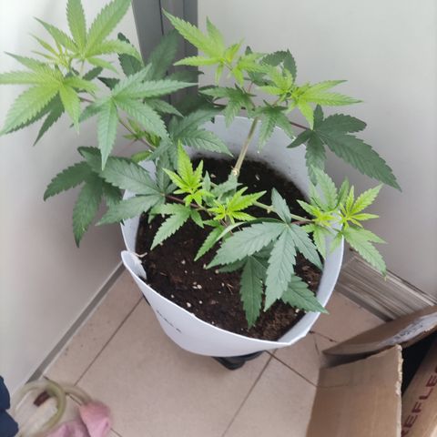 Macarena  growlog timeline photo
