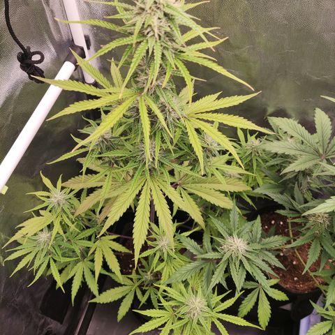 Syrup  growlog timeline photo