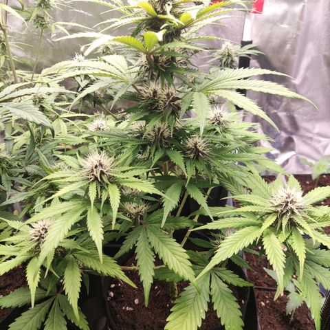 Ak auto tgb growlog timeline photo