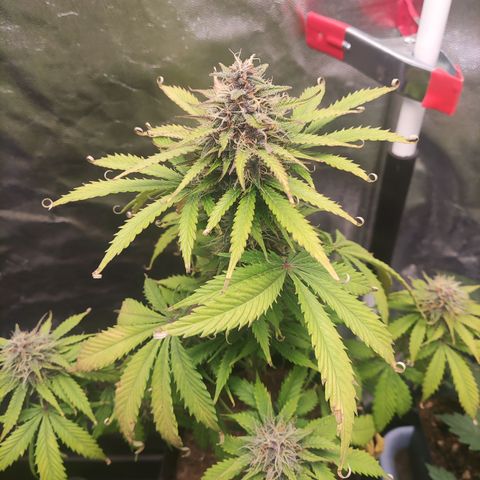 Ak auto tgb growlog timeline photo