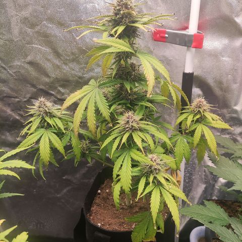 Ak auto tgb growlog timeline photo