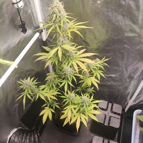 Syrup  growlog timeline photo
