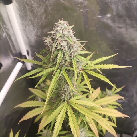 Syrup  growlog timeline photo