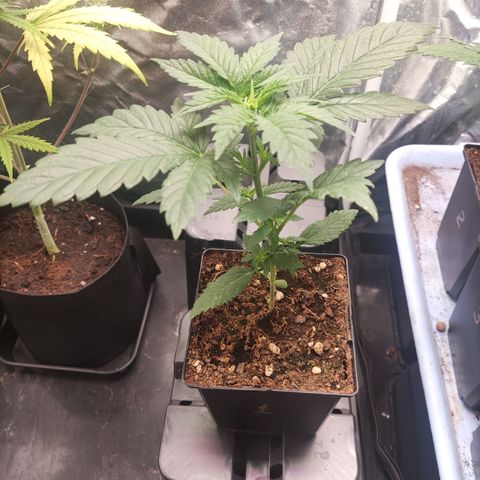 Apex Critical X 1 growlog timeline photo
