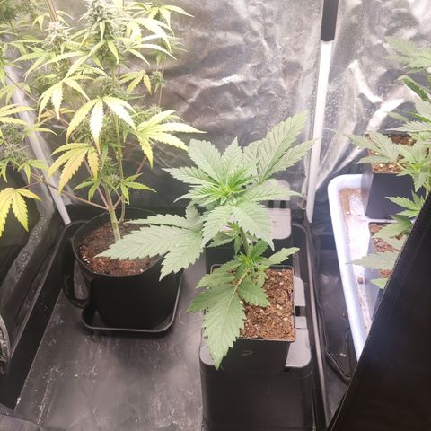 Apex Critical X 2 growlog timeline photo
