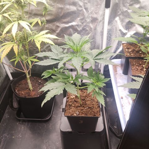 Critical CBD GB 3 growlog timeline photo