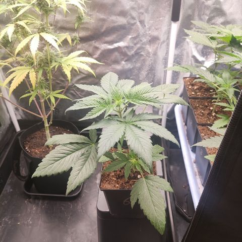 Girl scout cookies 6 growlog timeline photo
