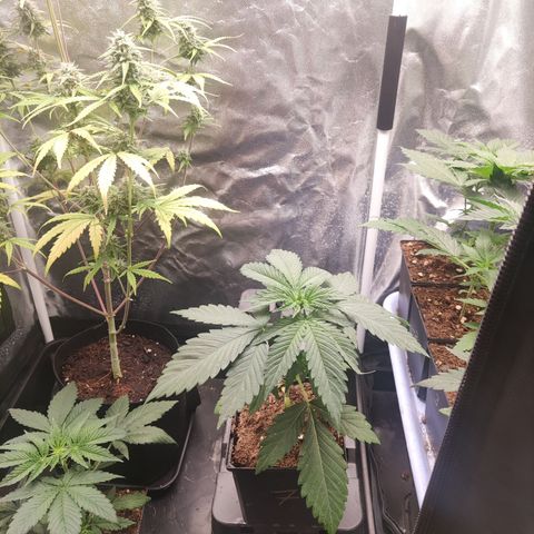 Girl scout cookies 7 growlog timeline photo
