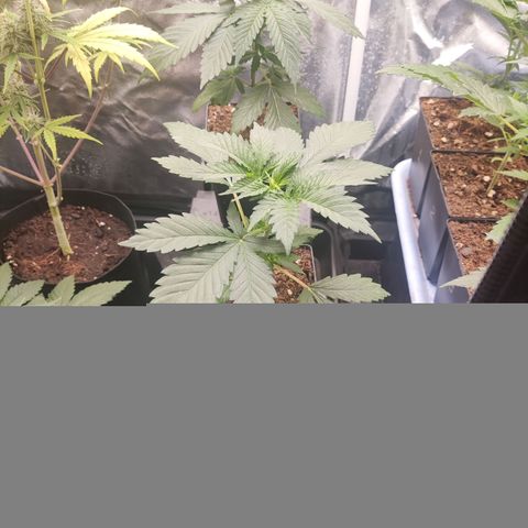 Girl scout cookies 8 growlog timeline photo