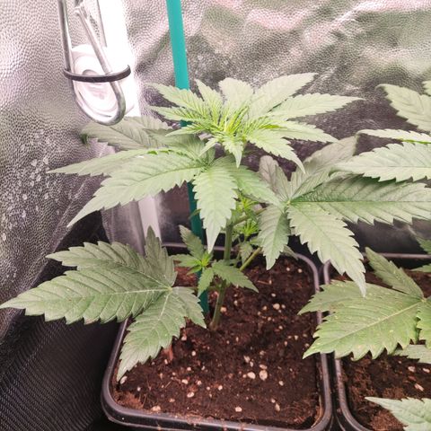Apex Critical X 1 growlog timeline photo