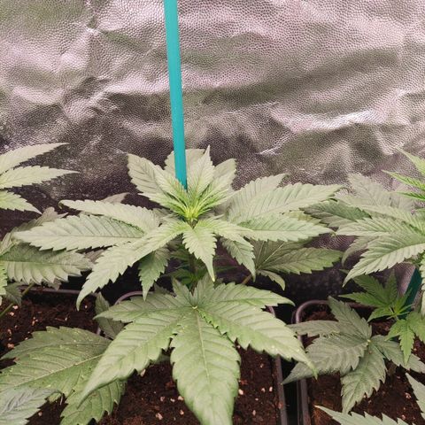 Apex Critical X 2 growlog timeline photo