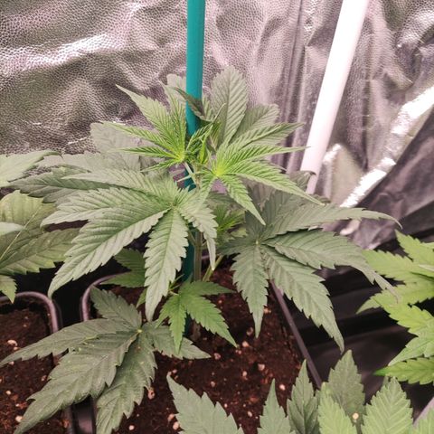 Critical CBD GB 3 growlog timeline photo