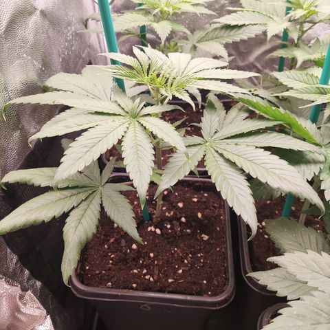 Girl scout cookies 6 growlog timeline photo