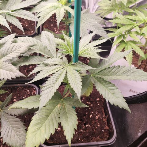 Girl scout cookies 7 growlog timeline photo