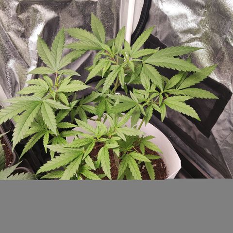 Macarena  growlog timeline photo