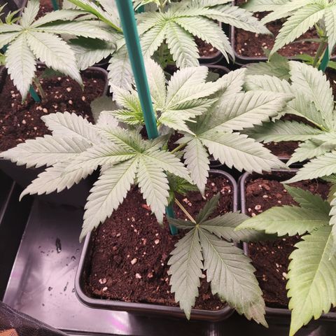 Girl scout cookies 8 growlog timeline photo