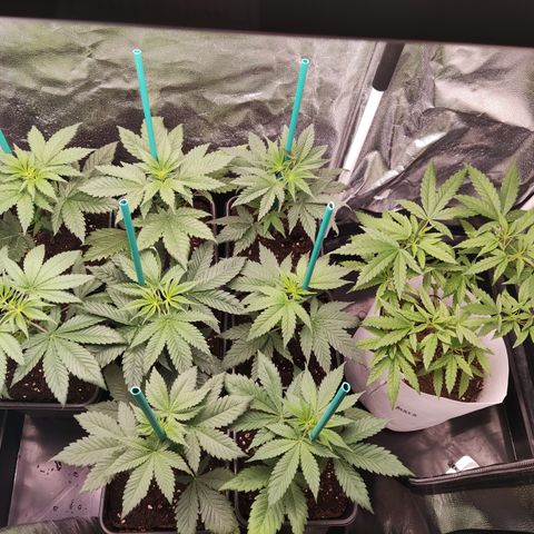 Girl scout cookies 7 growlog timeline photo