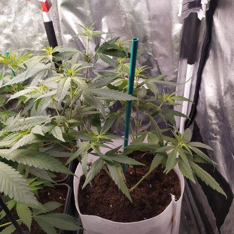 Macarena  growlog timeline photo
