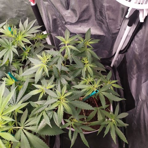 Macarena  growlog timeline photo