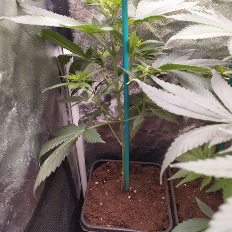 Apex Critical X 1 growlog timeline photo