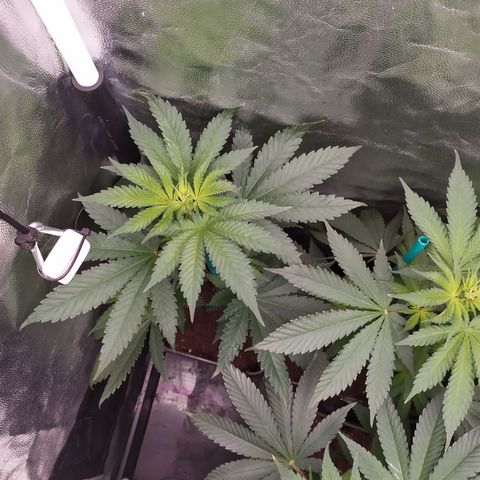 Apex Critical X 1 growlog timeline photo