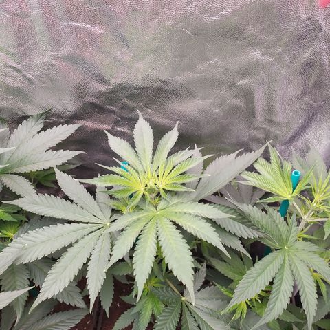 Apex Critical X 2 growlog timeline photo