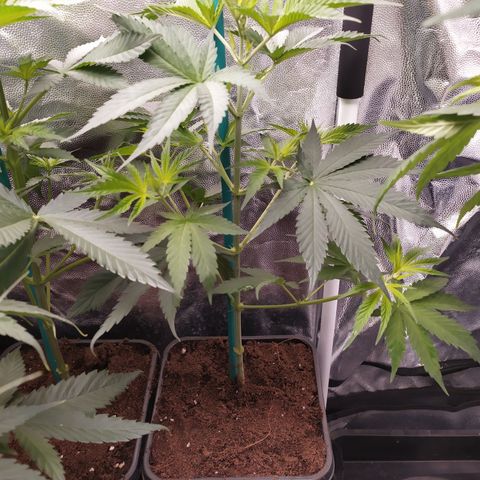 Critical CBD GB 3 growlog timeline photo