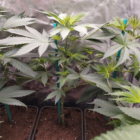 Apex Critical X 2 growlog timeline photo