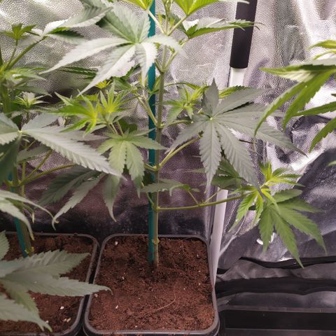 Apex Critical X 1 growlog timeline photo