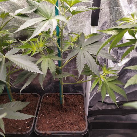 Critical CBD GB 3 growlog timeline photo