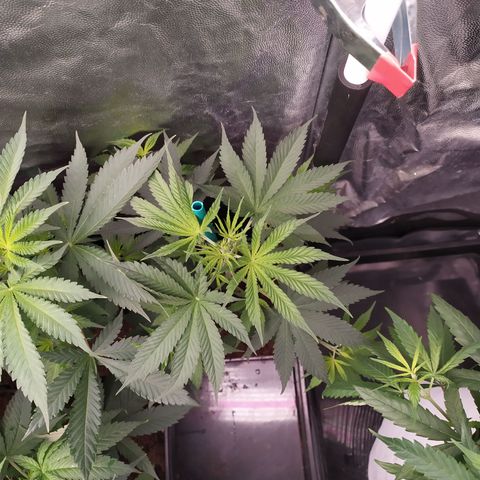 Critical CBD GB 3 growlog timeline photo