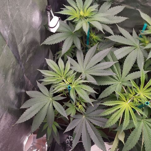 Girl scout cookies 6 growlog timeline photo