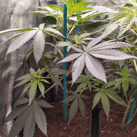 Girl scout cookies 6 growlog timeline photo