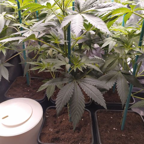 Girl scout cookies 8 growlog timeline photo