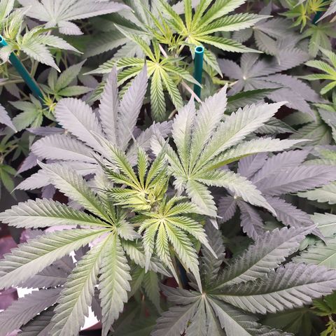 Girl scout cookies 8 growlog timeline photo