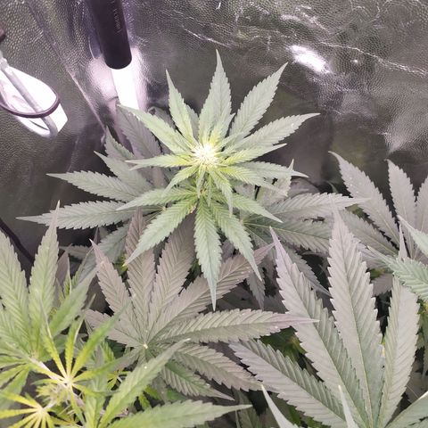 Apex Critical X 1 growlog timeline photo