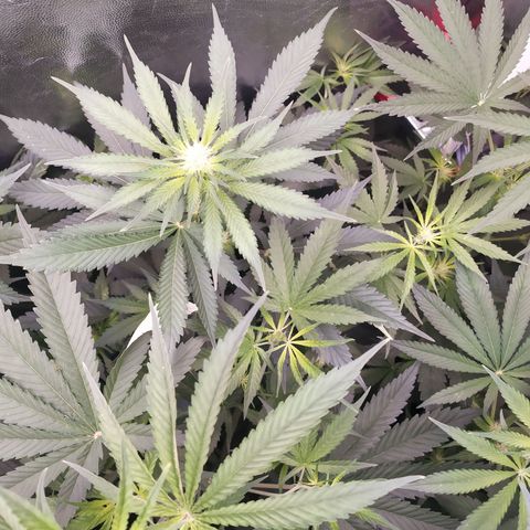 Apex Critical X 2 growlog timeline photo