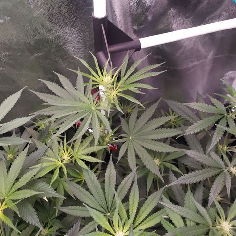Critical CBD GB 3 growlog timeline photo