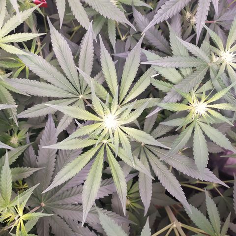 Girl scout cookies 6 growlog timeline photo