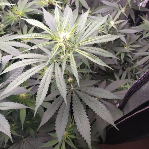 Girl scout cookies 7 growlog timeline photo