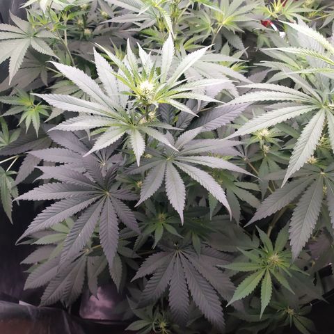Girl scout cookies 8 growlog timeline photo