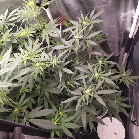 Macarena  growlog timeline photo