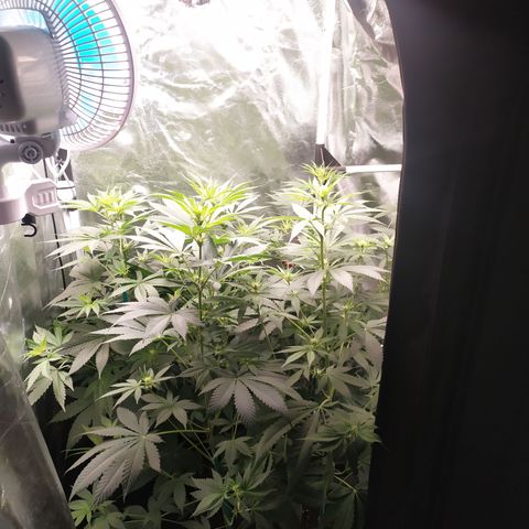 Girl scout cookies 7 growlog timeline photo