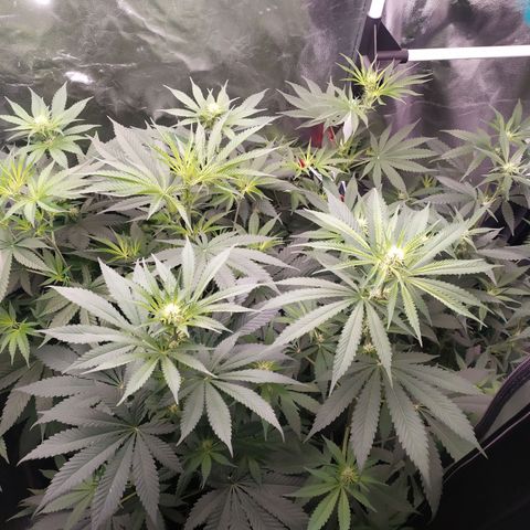 Girl scout cookies 7 growlog timeline photo