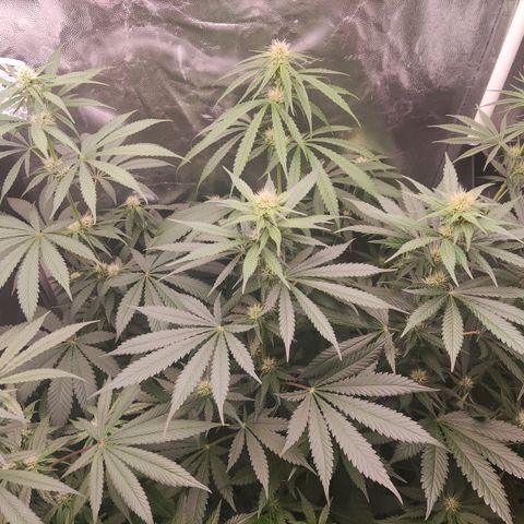Girl scout cookies 7 growlog timeline photo