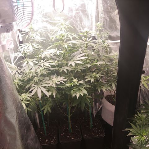 Girl scout cookies 7 growlog timeline photo